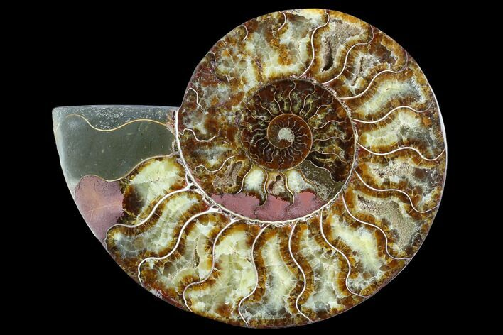 Cut Ammonite Fossil (Half) - Agatized #125578